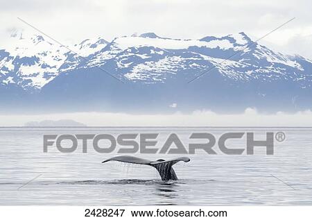Stock Photo - Fluked tail of Humpback Whale (Megaptera novaeangliae) rises out of the water just before whale takes deep dive in Frederick Sound; Alaska, United States of America. Fotosearch