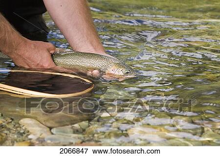 Fly-Fishing Guide, Russ Trand, Fly-Fishing On Tributary Of Elk River Near Fernie, Elk Valley, East Kootenays, British Columbia, Canada. View Large Photo Image Stock Photo - Fly-Fishing Guide, Russ Trand, Fly-Fishing On Tributary Of Elk River Near Fernie, Elk Valley, East Kootenays, British Columbia, Canada.. Fotosearch