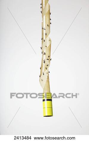 Picture - Fly tape filled with dead flies; Canada. Fotosearch