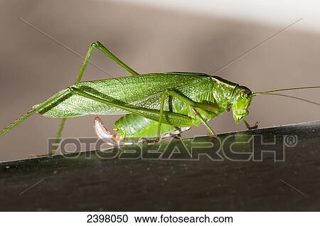 Fork Tailed Bush Katydid (Scudderia furcata); Pitt Meadows, British Columbia, Canada View Large Photo Image Stock Image - Fork Tailed Bush Katydid (Scudderia furcata); Pitt Meadows, British Columbia, Canada. Fotosearch