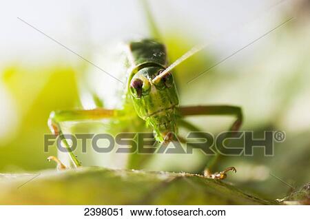 Fork Tailed Bush Katydid (Scudderia furcata) searching for food; Pitt Meadows, British Columbia, Canada View Large Photo Image Stock Image - Fork Tailed Bush Katydid (Scudderia furcata) searching for food; Pitt Meadows, British Columbia, Canada. Fotosearch