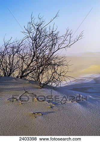 Frost and fog begin to melt away at sunrise, Oregon Dunes National Recreation Area; Lakeside, Oregon, United States of America View Large Photo Image Stock Photo - Frost and fog begin to melt away at sunrise, Oregon Dunes National Recreation Area; Lakeside, Oregon, United States of America. Fotosearch