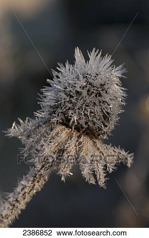Frost crystals on dead flower in the winter; Astoria, Oregon, United States of America View Large Photo Image Stock Image - Frost crystals on dead flower in the winter; Astoria, Oregon, United States of America. Fotosearch