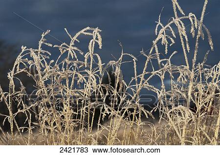 Frost forms on the grass; Astoria, Oregon, United States of America View Large Photo Image Stock Image - Frost forms on the grass; Astoria, Oregon, United States of America. Fotosearch