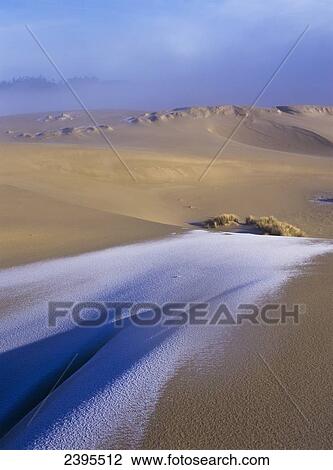 Frost on the sand dunes; Florence, Oregon, United States of America View Large Photo Image Stock Image - Frost on the sand dunes; Florence, Oregon, United States of America. Fotosearch