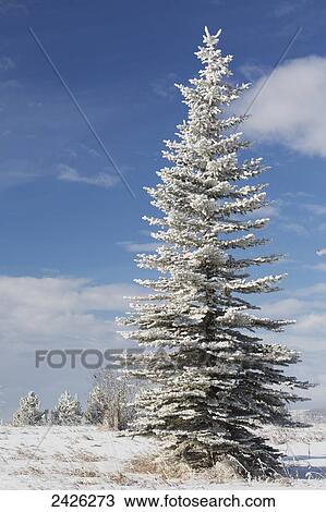 Stock Image - Frosted snow covered evergreen tree in a snow covered field with blue sky and clouds; Calgary, Alberta, Canada. Fotosearch