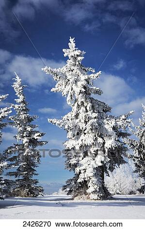 Stock Image - Frosted snow covered evergreen trees in a snow covered field with blue sky and clouds; Calgary, Alberta, Canada. Fotosearch