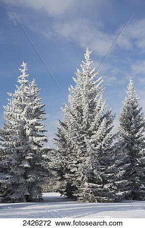 Stock Image - Frosted snow covered evergreen trees in a snow covered field with blue sky and clouds; Calgary, Alberta, Canada. Fotosearch