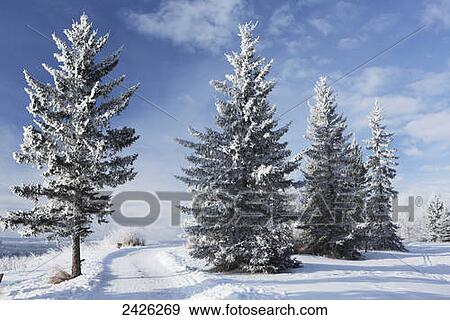 Stock Photo - Frosted snow covered evergreen trees in a snow covered field with blue sky and clouds; Calgary, Alberta, Canada. Fotosearch