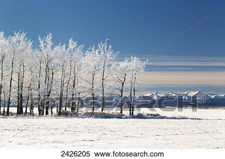 Stock Photography - Frosted trees in a snow covered field with snow covered mountains in the background with blue sky and clouds; Calgary, Alberta, Canada. Fotosearch