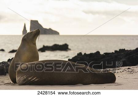 Galapagos sea lions on beach with Kicker Rock in background; San Cristobal Island, Galapagos, Ecuador View Large Photo Image Picture - Galapagos sea lions on beach with Kicker Rock in background; San Cristobal Island, Galapagos, Ecuador. Fotosearch