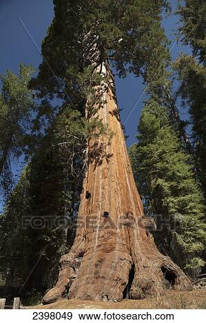 Stock Photo - General Grant Tree, General Grant Grove, Kings Canyon National Park; Kings Canyon, California, United States of America. Fotosearch