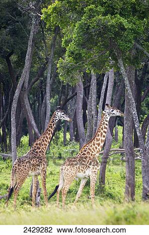 Giraffes walking, located at the Serengeti Plains; Tanzania View Large Photo Image Stock Image - Giraffes walking, located at the Serengeti Plains; Tanzania. Fotosearch