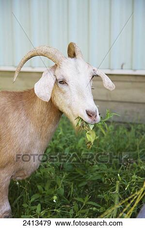 Goat eating grass on a farm; Alliston, Ontario, Canada View Large Photo Image Stock Photo - Goat eating grass on a farm; Alliston, Ontario, Canada. Fotosearch