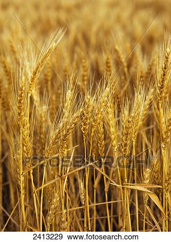 Golden wheat heads; Chester, Oklahoma, United States of America View Large Photo Image Stock Photo - Golden wheat heads; Chester, Oklahoma, United States of America. Fotosearch