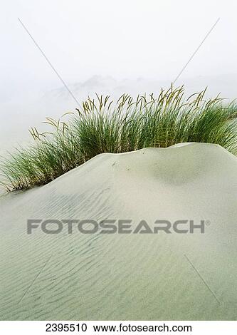 Grass on the sand dunes with fog reducing visibility in the distance; Reedsport, Oregon, United States of America View Large Photo Image Stock Image - Grass on the sand dunes with fog reducing visibility in the distance; Reedsport, Oregon, United States of America. Fotosearch