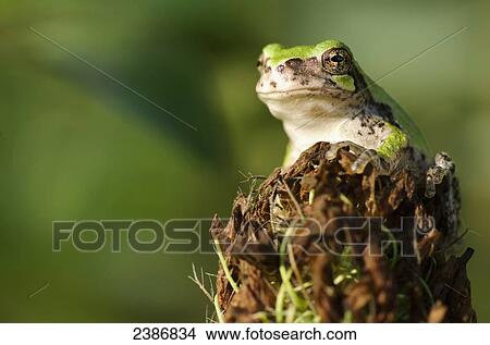 Gray Tree Frog (Hyla versicolor); Les Cedres, Quebec, Canada View Large Photo Image Picture - Gray Tree Frog (Hyla versicolor); Les Cedres, Quebec, Canada . Fotosearch