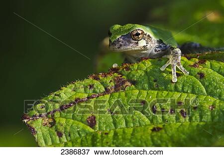 Gray Tree Frog (Hyla versicolor); Les Cedres, Quebec, Canada View Large Photo Image Stock Photo - Gray Tree Frog (Hyla versicolor); Les Cedres, Quebec, Canada. Fotosearch