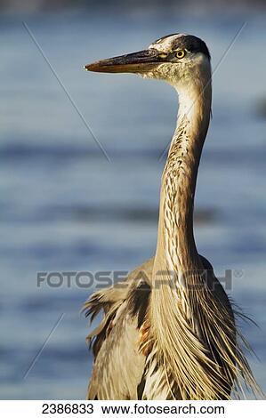 Great Blue Heron (Ardea herodias); Coteau-du-Lac, Quebec, Canada View Large Photo Image Stock Image - Great Blue Heron (Ardea herodias); Coteau-du-Lac, Quebec, Canada. Fotosearch