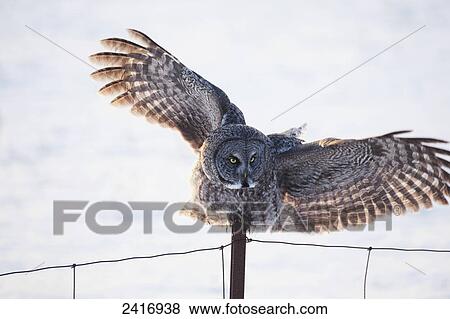 Great Grey Owl (Strix nebulosa) landing on a post; Thunder Bay, Ontario, Canada View Large Photo Image Stock Photo - Great Grey Owl (Strix nebulosa) landing on a post; Thunder Bay, Ontario, Canada. Fotosearch