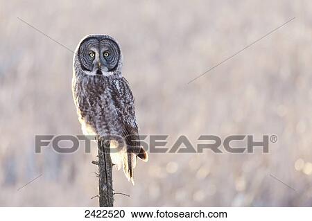 Great grey owl (Strix nebulosa) sitting on a broken tree trunk; Thunder Bay, Ontario, Canada View Large Photo Image Stock Image - Great grey owl (Strix nebulosa) sitting on a broken tree trunk; Thunder Bay, Ontario, Canada. Fotosearch