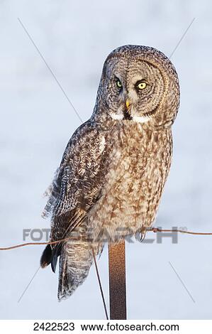 Great grey owl (Strix nebulosa) sitting on a fence post; Thunder Bay, Ontario, Canada View Large Photo Image Stock Image - Great grey owl (Strix nebulosa) sitting on a fence post; Thunder Bay, Ontario, Canada. Fotosearch