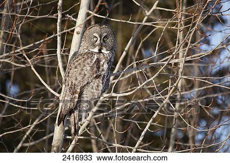 Stock Image - Great Grey Owl (Strix nebulosa); Thunder Bay, Ontario, Canada. Fotosearch
