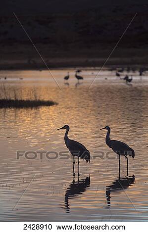 Greater Sandhill Cranes (Grus Canadensis Tabida) at sunset, Bosque del Apache National Wildlife Refuge; New Mexico, United States of America View Large Photo Image Stock Image - Greater Sandhill Cranes (Grus Canadensis Tabida) at sunset, Bosque del Apache National Wildlife Refuge; New Mexico, United States of America. Fotosearch