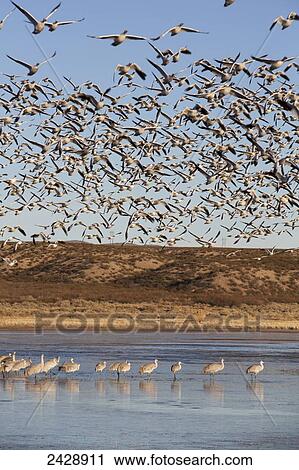 Greater Sandhill Cranes (Grus Canadensis Tabida) and a flock of Lesser Snow Geese (Chen caerulescens), Bosque del Apache National Wildlife Refuge; New Mexico, United States of America View Large Photo Image Stock Image - Greater Sandhill Cranes (Grus Canadensis Tabida) and a flock of Lesser Snow Geese (Chen caerulescens), Bosque del Apache National Wildlife Refuge; New Mexico, United States of America. Fotosearch