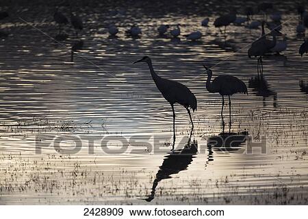 Greater Sandhill Cranes (Grus Canadensis Tabida) at sunset, Bosque del Apache National Wildlife Refuge; New Mexico, United States of America View Large Photo Image Stock Photo - Greater Sandhill Cranes (Grus Canadensis Tabida) at sunset, Bosque del Apache National Wildlife Refuge; New Mexico, United States of America. Fotosearch