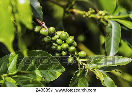 Green Arabica coffee berries, Panar Butan, North Sumatra, Indonesia View Large Photo Image Stock Photo - Green Arabica coffee berries, Panar Butan, North Sumatra, Indonesia. Fotosearch