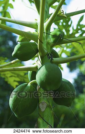 Picture - Green fruit growing on a stalk; Ulpotha, Embogama, Sri Lanka. Fotosearch