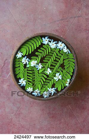 Green leaves and white flowers floating in a water in a bowl; Ulpotha, Embogama, Sri Lanka View Large Photo Image Stock Photo - Green leaves and white flowers floating in a water in a bowl; Ulpotha, Embogama, Sri Lanka. Fotosearch