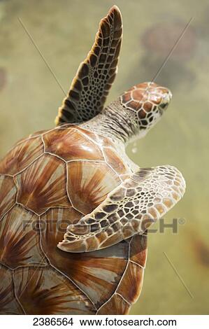Picture - Green turtle swimming; Cayman Islands. Fotosearch