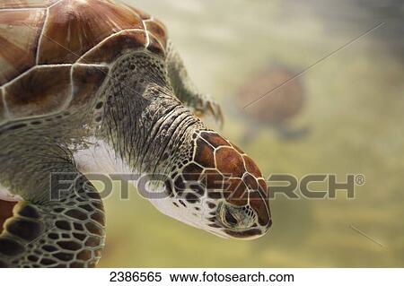 Stock Photography - Green turtle swimming; Cayman Islands. Fotosearch