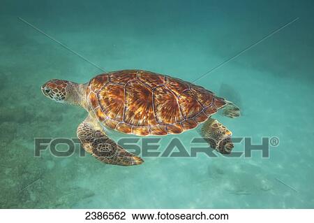 Green turtle swimming in turquoise water; Barbados View Large Photo Image Stock Image - Green turtle swimming in turquoise water; Barbados. Fotosearch