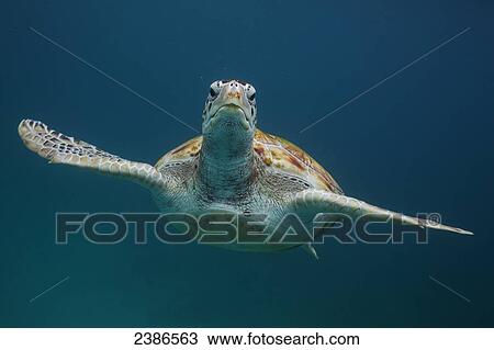 Stock Image - Green turtle swimming underwater; Barbados. Fotosearch