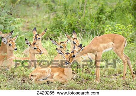 Group of wild antelope at Gomo Gomo Game Lodge; South Africa View Large Photo Image Stock Photography - Group of wild antelope at Gomo Gomo Game Lodge; South Africa. Fotosearch