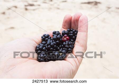 Hand full of berries; Tasmania, Australia View Large Photo Image Stock Image - Hand full of berries; Tasmania, Australia. Fotosearch