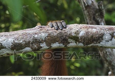Hand of a Bornean orangutan (Pongo pygmaeus) at Pondok Tanggui, Tanjung Puting National Park, Central Kalimantan, Borneo, Indonesia View Large Photo Image Stock Photo - Hand of a Bornean orangutan (Pongo pygmaeus) at Pondok Tanggui, Tanjung Puting National Park, Central Kalimantan, Borneo, Indonesia. Fotosearch