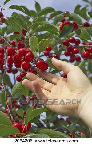 Hand Picking Cherries From A Tree, Ontario View Large Photo Image Stock Photograph - Hand Picking Cherries From A Tree, Ontario. Fotosearch