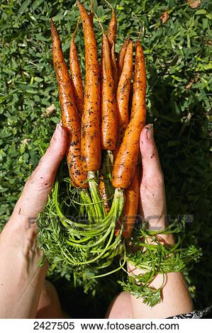 Hands holding fresh carrots from the garden; Sydney, New South Wales, Australia View Large Photo Image Stock Photography - Hands holding fresh carrots from the garden; Sydney, New South Wales, Australia. Fotosearch
