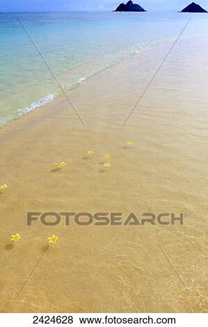 Hawaii, Kailua, Lanikai, Yellow plumeria flowers floating in the tide. View Large Photo Image Stock Photo - Hawaii, Kailua, Lanikai, Yellow plumeria flowers floating in the tide.. Fotosearch