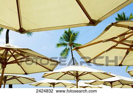 Hawaii, Kauai, A group of umbrellas on the beach. View Large Photo Image Stock Image - Hawaii, Kauai, A group of umbrellas on the beach.. Fotosearch