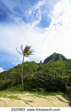 Hawaii, Kauai, lush landscape at Tunnels beach. View Large Photo Image Stock Image - Hawaii, Kauai, lush landscape at Tunnels beach.. Fotosearch