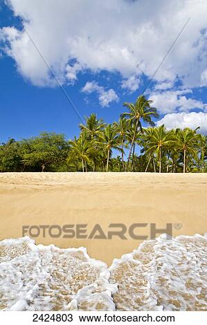 Stock Image - Hawaii, Lanai, Manele Bay, Hulopoe BEach, Palm trees line sandy coast.. Fotosearch