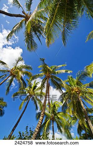 Stock Photo - Hawaii, Lanai, Manele Bay, Tall palm trees and blue sky, View from below.. Fotosearch