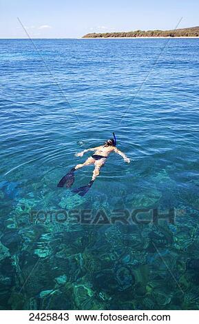 Stock Image - Hawaii, Lanai, Young woman swims near ocean while snorkeling.. Fotosearch
