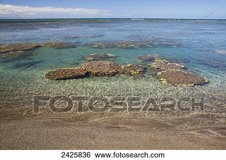Hawaii, Maui, Olowalu, A view of coral in clear turquoise ocean View Large Photo Image Stock Photograph - Hawaii, Maui, Olowalu, A view of coral in clear turquoise ocean. Fotosearch