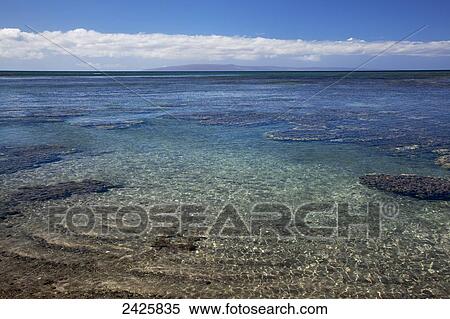 Hawaii, Maui, Olowalu, A view of coral in clear turquoise ocean View Large Photo Image Stock Photography - Hawaii, Maui, Olowalu, A view of coral in clear turquoise ocean. Fotosearch